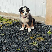 Akyra participe au concours pour gagner de l'argent avec cette photo : puppy, dog, tricolor, blue_eyes, fur, collar, sitting, stones, grass, outdoor, door, wall, pet, young_dog, curious, animal, cute, small, background, nature