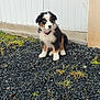 puppy, dog, tricolor, blue_eyes, fur, collar, sitting, stones, grass, outdoor, door, wall, pet, young_dog, curious, animal, cute, small, background, nature