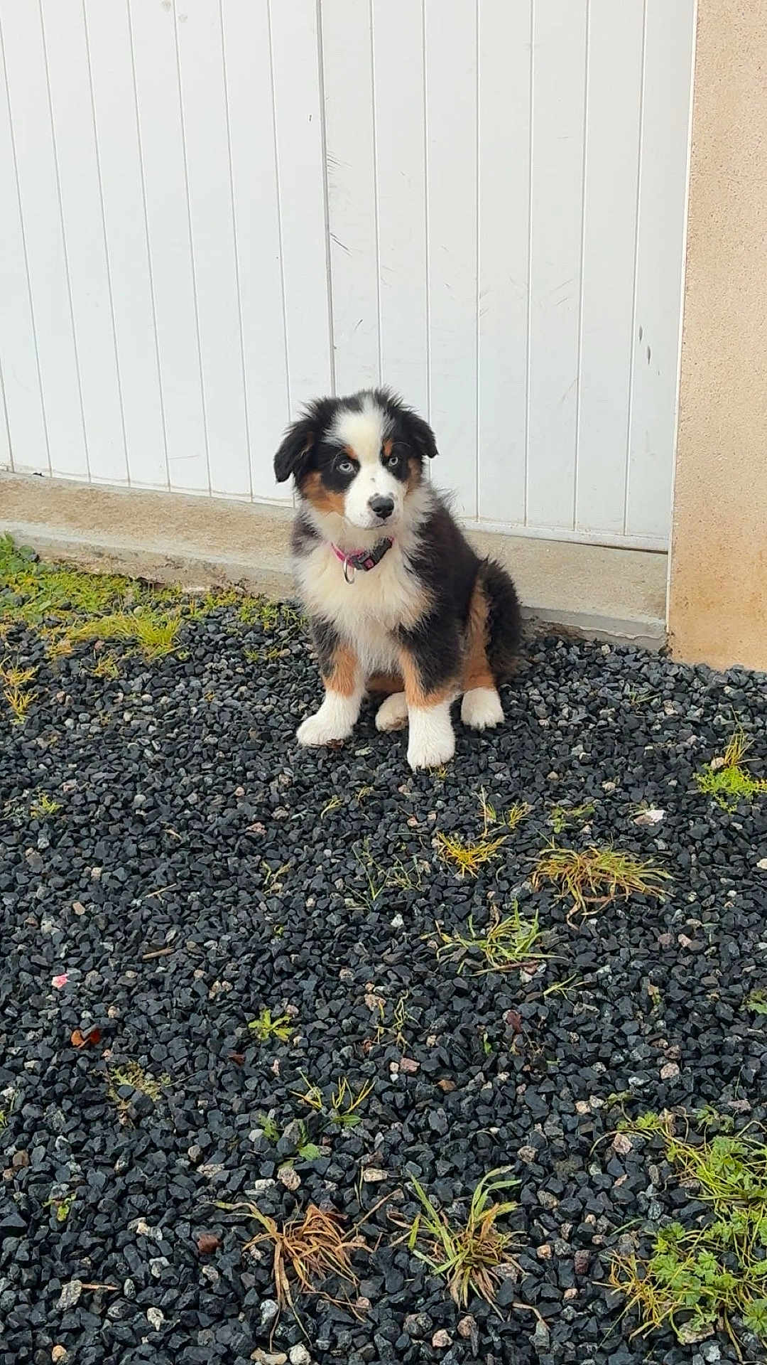 Akyra participe au concours pour gagner de l'argent avec cette photo : puppy, dog, tricolor, blue_eyes, fur, collar, sitting, stones, grass, outdoor, door, wall, pet, young_dog, curious, animal, cute, small, background, nature