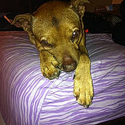 Gordo is registered to the contest to win money with this photo: