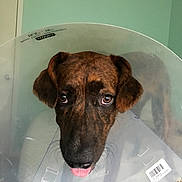 Kenobi is registered to the contest to win money with this photo: dog, cone, plastic_collar, pet, indoor, brown, ears, tongue, sad_eyes, animal, domestic, house, wall, floor, closeup, portrait, whiskers, snout, expression, looking