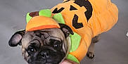 Toby joined the competition — help win amazing prizes! animal, clothing, costume, cute, dog, domestic_animal, ears, face, floor, green, halloween, hands, indoor, mammal, orange, person_hands, pet, pet_costume, pug, pumpkin