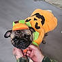dog, pug, costume, pumpkin, pet, animal, cute, halloween, orange, green, indoor, hands, clothing, pet_costume, mammal, face, ears, floor, domestic_animal, person_hands