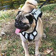 Toby is registered to the contest to win money with this photo: animal, canine, closeup, companion, dog, grass, happy, harness, leash, mammal, nature, outdoor, park, pet, playful, pug, summer, sunlight, tongue_out, walking