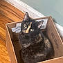 cat, tortoiseshell_cat, box, cardboard_box, pet, indoor, hardwood_floor, baseboard, wall, looking_up, green_eyes, ears, fur, sitting, curious, close_up, portrait, shipping_label, handwritten_text, cozy