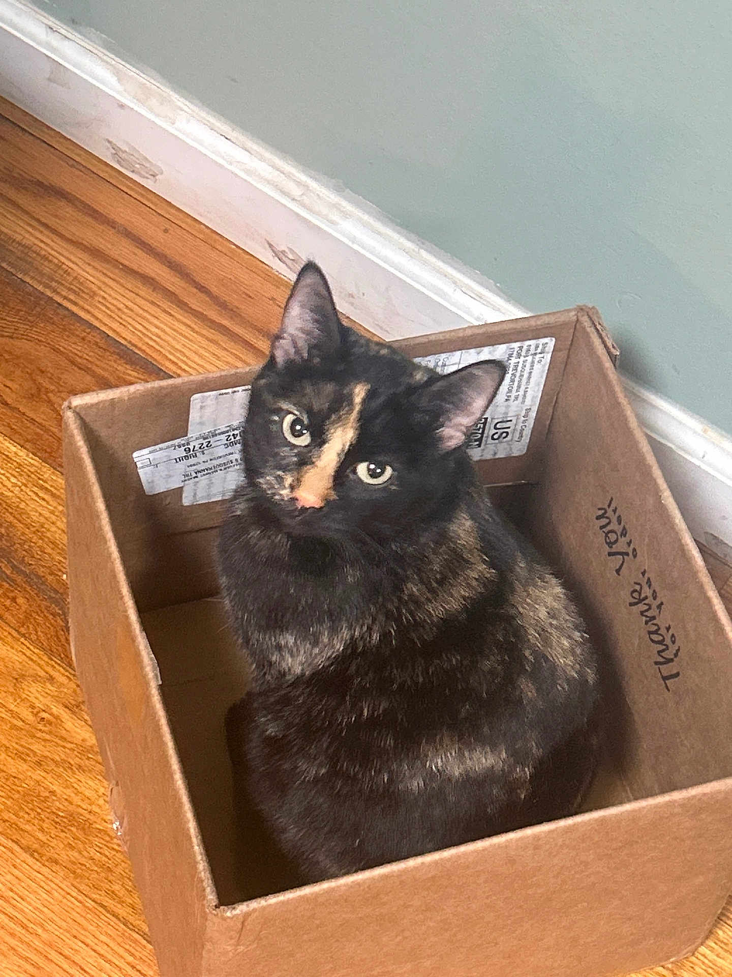 Peanut joined the competition — help win amazing prizes! cat, tortoiseshell_cat, box, cardboard_box, pet, indoor, hardwood_floor, baseboard, wall, looking_up, green_eyes, ears, fur, sitting, curious, close_up, portrait, shipping_label, handwritten_text, cozy