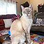cat, cream_colored, blue_eyes, sitting, wooden_table, living_room, cushions, plants, vintage_furniture, newspaper, magazine, curtains, sofa, decor, indoor, pet, feline, calm, domestic, cozy