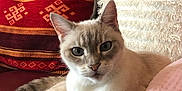 Ficelle a rejoint le concours — aidez-le/la à gagner de superbes lots ! cat, feline, pet, animal, indoor, couch, leather, pillow, red_pillow, white_pillow, relaxed, sitting, looking, fur, ears, whiskers, closeup, home, cozy, comfort
