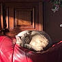 cat, sleeping, red_leather_couch, sunlight, wooden_cabinet, decor, flowers, indoor, furniture, cozy, pet, resting, curled_up, warm_light, home, relaxation, fur, animal, quiet, soft