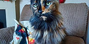 Luna joined the competition — help win amazing prizes! cat, tortoiseshell, green_eyes, feline, pet, indoor, chair, couch, pillow, home_decor, mantle, autumn_leaves, cozy, fur, whiskers, ears, sitting, portrait, living_room, domestic_animal