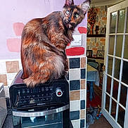 Luna joined the competition — help win amazing prizes! cat, kitchen, oven, countertop, tortoiseshell_cat, indoor, door, table, furniture, decor, wall_switch, tile_wall, curious, pet, animal, appliance, floor, doorway, second_cat, blurred