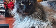 Salem is registered to the contest to win money with this photo: cat, long_hair, table, wood, flower_vase, red_flower, decor, furniture, indoor, pet, animal, sitting, face, ears, eyes, shelf, dvd, wooden_sculpture, home, cozy