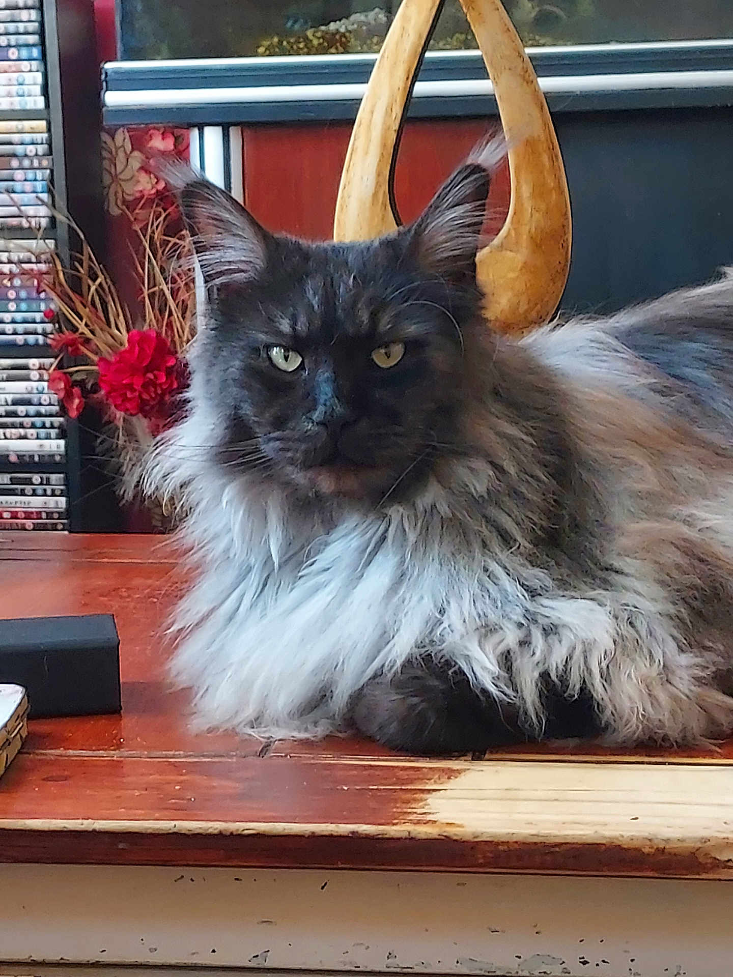 Salem is registered to the contest to win money with this photo: cat, long_hair, table, wood, flower_vase, red_flower, decor, furniture, indoor, pet, animal, sitting, face, ears, eyes, shelf, dvd, wooden_sculpture, home, cozy