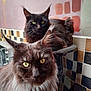 Salem joined the competition — help win amazing prizes! cat, maine_coon, animal, feline, pet, indoor, fur, ears, eyes, portrait, close_up, two_cats, black_cat, brown_cat, tile_wall, paint_swatches, whiskers, domestic_animal, looking, curious