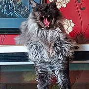 Salem is registered to the contest to win money with this photo: cat, fluffy, gray_cat, yawning, animal, pet, indoor, furniture, wallpaper, flower_pattern, painting, mouth_open, tongue, teeth, fur, whiskers, ears, claws, ledge, home