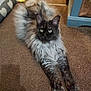 Salem is registered to the contest to win money with this photo: cat, fluffy, long_hair, stretching, indoor, carpet, furniture, animal, pet, mammal, cute, relaxed, looking_at_camera, cozy, home, black, gray, yellow_eyes, feline, resting