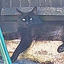 Spooky joined the competition — help win amazing prizes! cat, black_cat, animal, pet, outdoor, fence, stone, paw, relaxing, lying_down, fur, ears, eyes, nature, daylight, wood, resting, wildlife, mammal, quiet