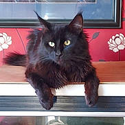 Spooky joined the competition — help win amazing prizes! animal, black_cat, calm, cat, decorative_frame, ears, eyes, flower_pattern, fluffy, fur, heterochromia, indoor, lying_down, mystical, paws, pet, red_wallpaper, relaxed, whiskers, wooden_surface