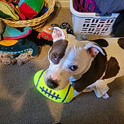 Marley B is registered to the contest to win money with this photo: dog, toy, football, indoor, carpet, basket, plush_toys, laundry_basket, brown_and_white, pet, looking_up, playful, animal, floor, cozy, home, stuffed_toys, ears, snout, eyes