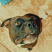 Mr Zue Zue is registered to the contest to win money with this photo: dog, pet, black_dog, brown_eyes, looking_up, treat, hand, floor, curious, close_up, animal, canine, outdoor, portrait, fur, snout, ears, whiskers, mouth, expression