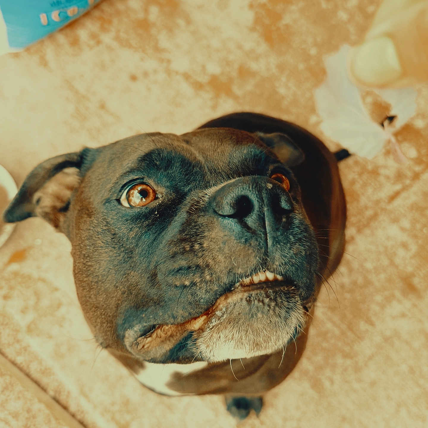 Mr Zue Zue is registered to the contest to win money with this photo: dog, pet, black_dog, brown_eyes, looking_up, treat, hand, floor, curious, close_up, animal, canine, outdoor, portrait, fur, snout, ears, whiskers, mouth, expression