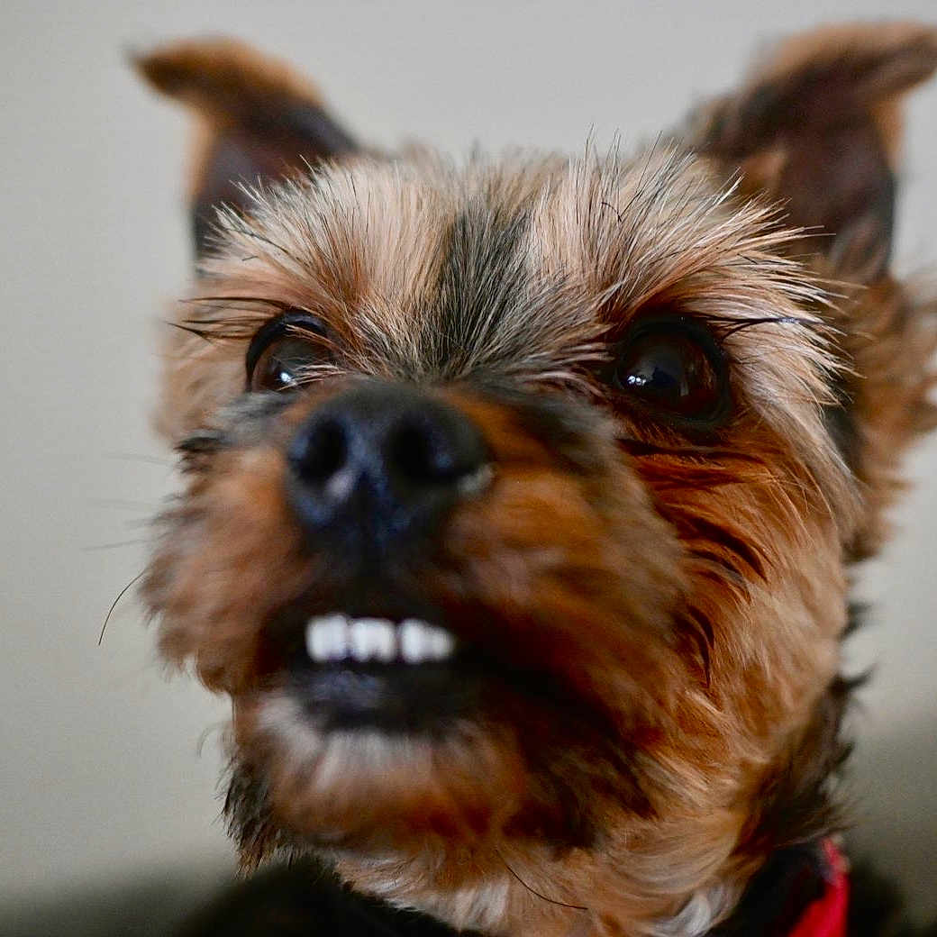 Oiza a rejoint le concours — aidez-le/la à gagner de superbes lots ! dog, close_up, pet, animal, face, ears, fur, teeth, cute, portrait, canine, expression, whiskers, brown, black, domestic_animal, muzzle, looking_up, indoor, companion