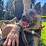 Oiza a rejoint le concours — aidez-le/la à gagner de superbes lots ! black_clothing, blue_sky, bracelet, collar, dog, grass, hand, happy, leash, nature, outdoor, person, pet, relaxing, ring, smiling, summer, sunlight, tongue_out, tree