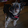 animal, canine, companion, curious, cute, dog, domestic_animal, ears, eyes, fur, furry, household, indoor, looking_up, pet, portrait, red_collar, small_dog, standing, wooden_floor