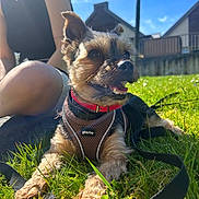 Oiza a rejoint le concours — aidez-le/la à gagner de superbes lots ! blue_sky, closeup, collar, daylight, dog, fence, grass, happy, harness, house, knees, leash, nature, outdoor, person, pet, relaxing, smiling, summer, sunlight