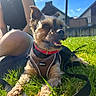 blue_sky, closeup, collar, daylight, dog, fence, grass, happy, harness, house, knees, leash, nature, outdoor, person, pet, relaxing, smiling, summer, sunlight