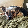 Oiza a rejoint le concours — aidez-le/la à gagner de superbes lots ! animal, blanket, closeup, comfort, companion, couch, cozy, cute, dog, ears, face, fur, home, indoors, nose, pet, relaxing, resting, sleepy, small_dog