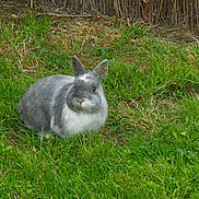 Lapinou participe au concours pour gagner de l'argent avec cette photo :