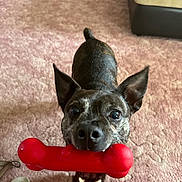 Max is registered to the contest to win money with this photo: dog, toy, red_bone, carpet, indoor, pet, playful, brindle_coat, mouth, ears, couch, floor, feet, slippers, excited, closeup, animal, pet_toy, happy, home