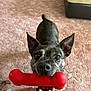 dog, toy, red_bone, carpet, indoor, pet, playful, brindle_coat, mouth, ears, couch, floor, feet, slippers, excited, closeup, animal, pet_toy, happy, home