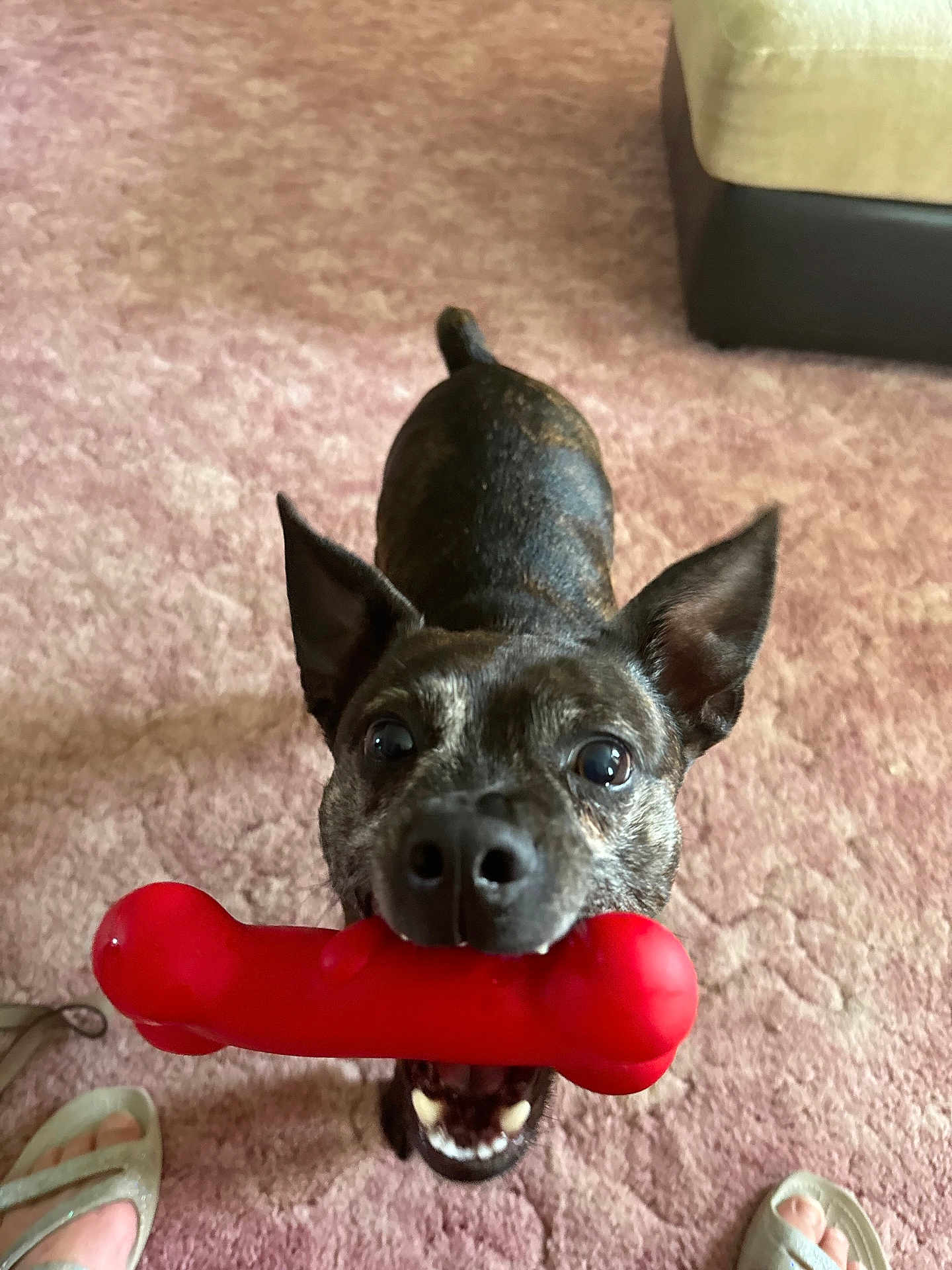 Max is registered to the contest to win money with this photo: dog, toy, red_bone, carpet, indoor, pet, playful, brindle_coat, mouth, ears, couch, floor, feet, slippers, excited, closeup, animal, pet_toy, happy, home