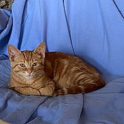 Arielle a rejoint le concours — aidez-le/la à gagner de superbes lots ! animal, blue_blanket, cat, cozy, cute, domestic_cat, ears, feline, fur, ginger_cat, indoor, kitten, laying_down, looking_at_camera, pet, resting, tabby, tail, whiskers, young_cat