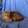 animal, blue_blanket, cat, cozy, cute, domestic_cat, ears, feline, fur, ginger_cat, indoor, kitten, laying_down, looking_at_camera, pet, resting, tabby, tail, whiskers, young_cat