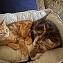 animal, cat, companion, couch, cozy, cute, fabric, feline, fur, ginger_cat, home, indoor, kitten, paw, pet_bed, relaxation, resting, sleepy, tabby_cat, whiskers