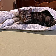 Aurus participe au concours pour gagner de l'argent avec cette photo : animal, cat, comfort, cozy, curious, domestic, ears, fur, furniture, home, indoor, looking, pet, relaxed, resting, striped, tabby, table, towel, whiskers