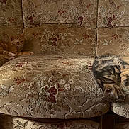 Aurus a rejoint le concours — aidez-le/la à gagner de superbes lots ! animal, cat, comfort, couch, cozy, floral_pattern, furniture, ginger_cat, home, indoor, living_room, pet, playful, relaxing, resting, shadow, sunlight, tabby_cat, two_cats, vintage
