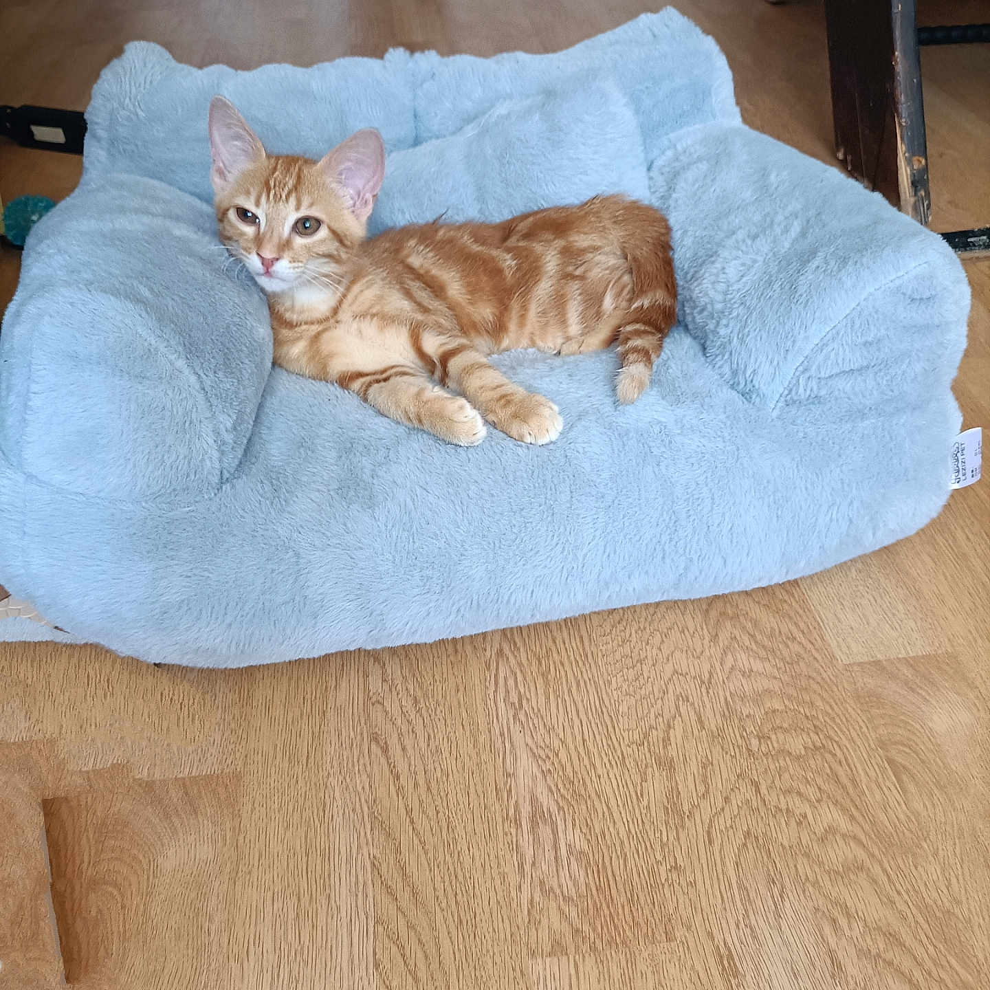 Pixie a rejoint le concours — aidez-le/la à gagner de superbes lots ! animal, cat, cozy, cute, domestic_cat, ears, feline, flooring, fluffy_bed, fur, home, indoor, kitten, orange_tabby, pet_bed, relaxed, resting, small_pet, whiskers, wooden_floor