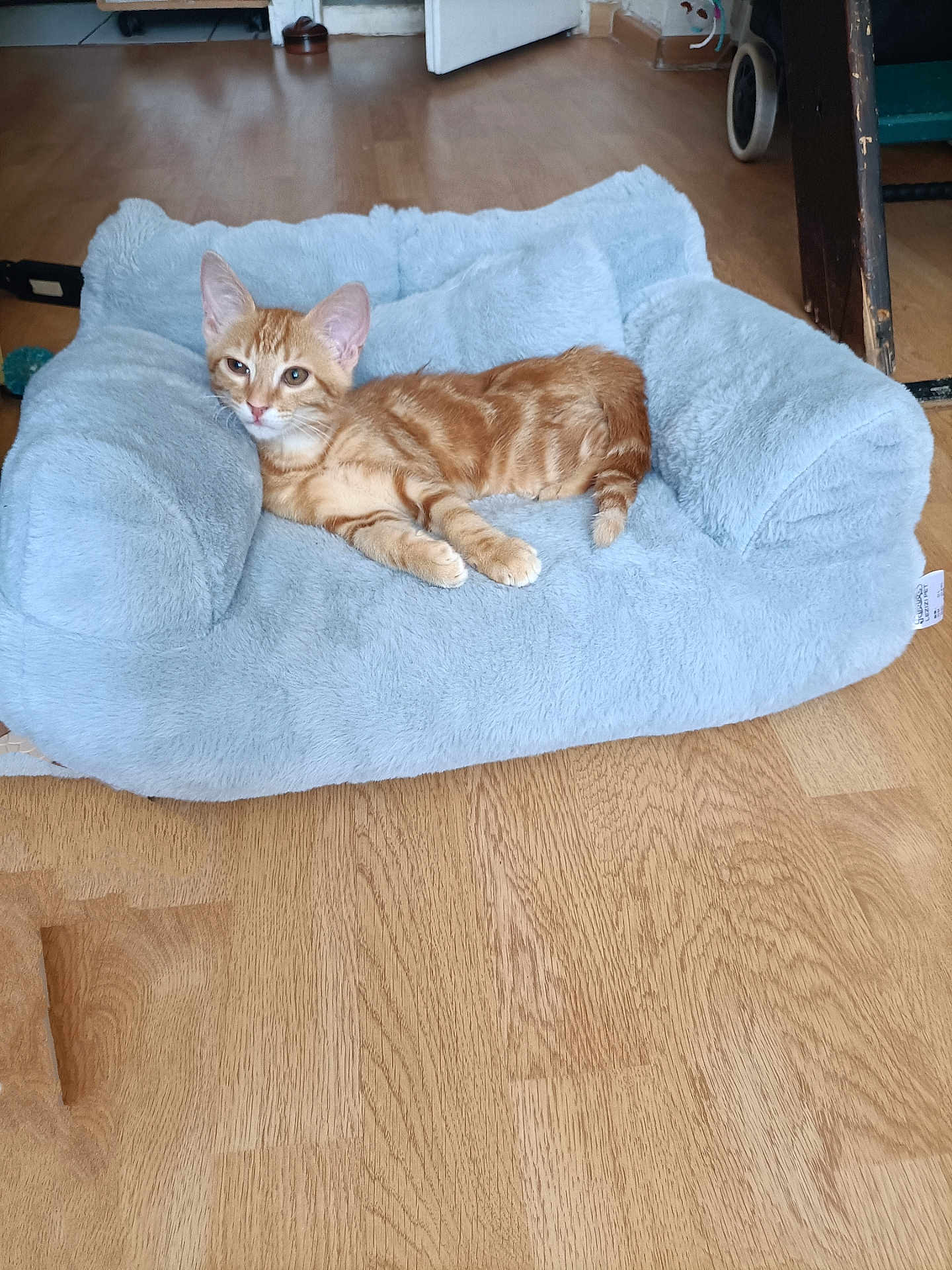 Pixie a rejoint le concours — aidez-le/la à gagner de superbes lots ! kitten, cat, pet_bed, orange_tabby, fluffy_bed, wooden_floor, indoor, animal, feline, cute, relaxed, small_pet, domestic_cat, resting, fur, ears, whiskers, home, cozy, flooring
