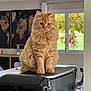 animal, cat, chair, curious, cute, dining_area, domestic, flowers, fluffy, furniture, home, indoors, kitchen_appliance, map, orange_cat, pet, plants, sitting, wall_art, window