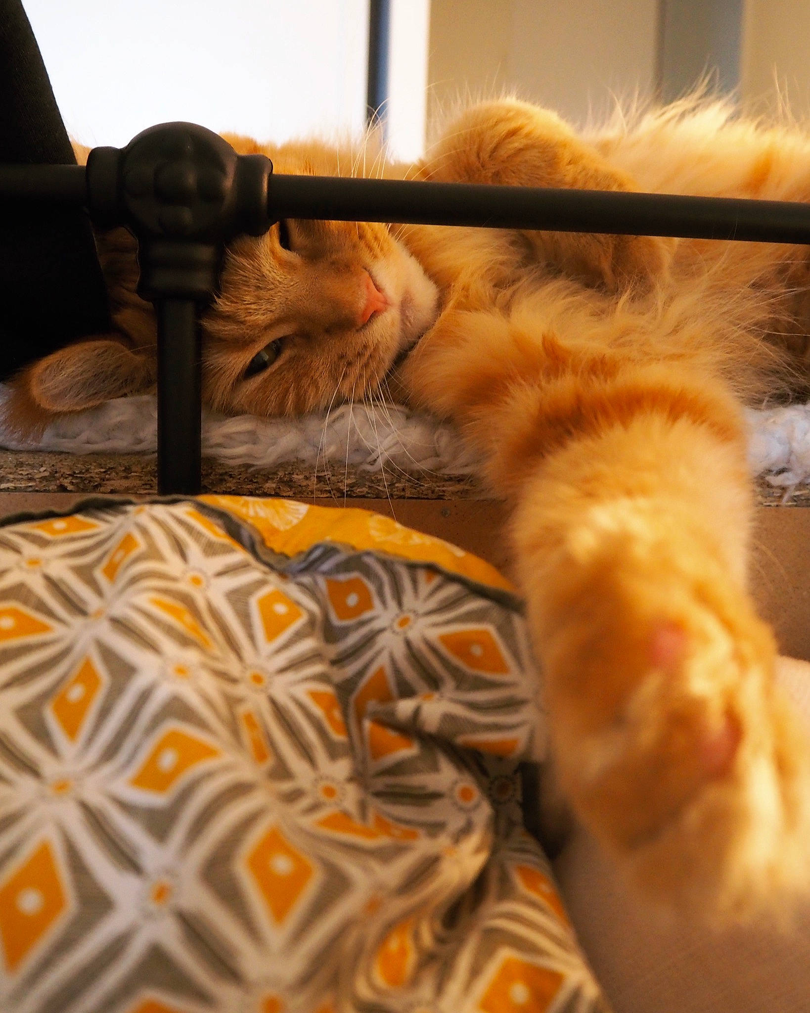 Pixie a rejoint le concours — aidez-le/la à gagner de superbes lots ! carnivore, cat, claw, fawn, felidae, fur, kitten, nap, paw, small_to_medium_sized_cats, tabby_cat, tail, whiskers