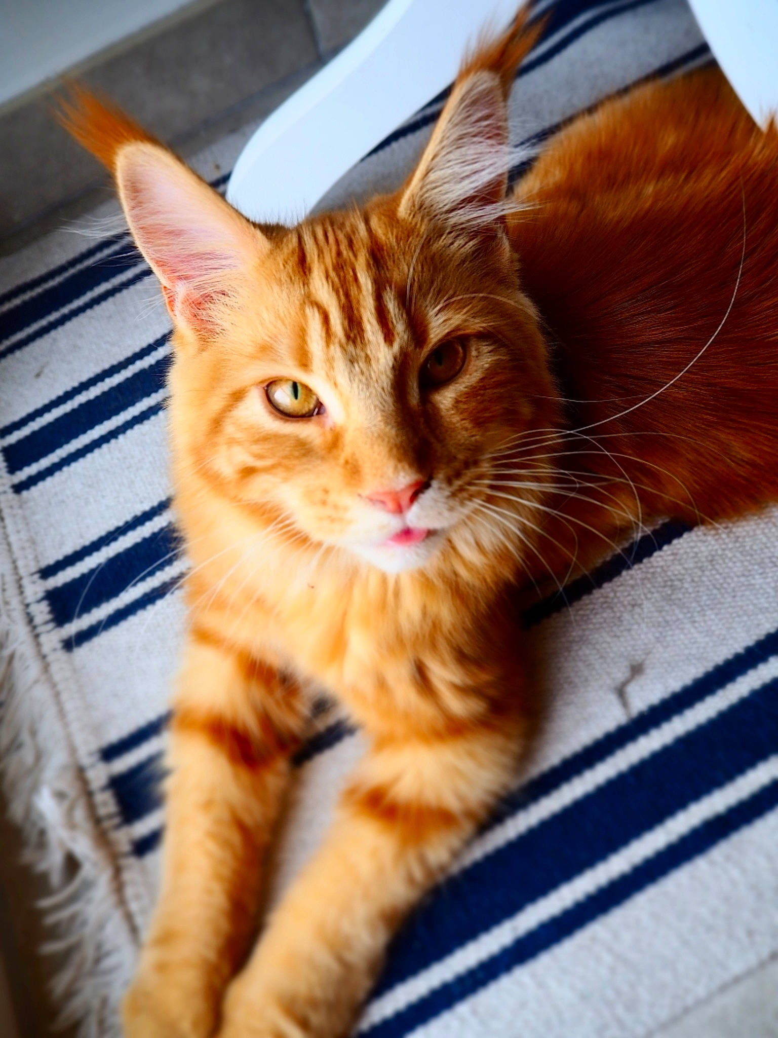 Pixie participe au concours pour gagner de l'argent avec cette photo : aegean_cat, asian, carnivore, cat, cymric, domestic_short_haired_cat, european_shorthair, fawn, felidae, fur, kitten, maine_coon, mammal, small_to_medium_sized_cats, snapshot, tabby_cat, whiskers