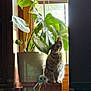 Momma is registered to the contest to win money with this photo: cat, tabby_cat, plant, potted_plant, window, wooden_surface, toy, indoor, sunlight, shadows, green_leaves, furniture, pet, animal, cozy, natural_light, home, decor, cute, sitting