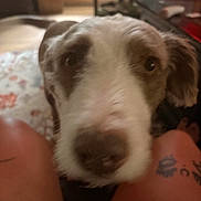 Momma is registered to the contest to win money with this photo: dog, close_up, brown, white, pet, indoor, tattoo, legs, curious, blurry, face, animal, canine, fur, snout, ears, person, home, floor, background