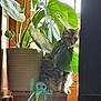 Momma joined the competition — help win amazing prizes! cat, plant, houseplant, leaf, green, toy, octopus, wood, window, sunlight, indoor, pet, feline, curious, cozy, decor, furniture, shadow, nature, animal