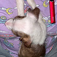 Rylie is registered to the contest to win money with this photo: puppy, dog, sleeping, person, clothing, shirt, pattern, mushroom, moon, paws, pet, indoor, red, vape, device, relaxing, cute, furry, closeup, casual