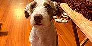 Rylie joined the competition — help win amazing prizes! dog, pet, indoor, wooden_floor, kitchen, furniture, table, chair, floor_cushion, domestic, animal, brown_and_white, groomed, looking_up, ears, snout, eyes, waiting, cozy, home